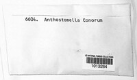 Pseudoanthostomella conorum image